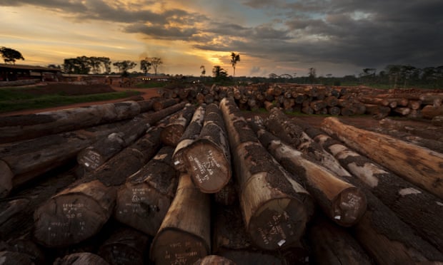 Logging in Cameroon