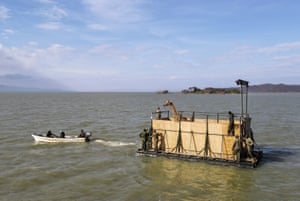 Lake Baringo, Kenya. A flood threatened Rothschild’s giraffe is transported on a barge to take it from Longicharo island to the mainland