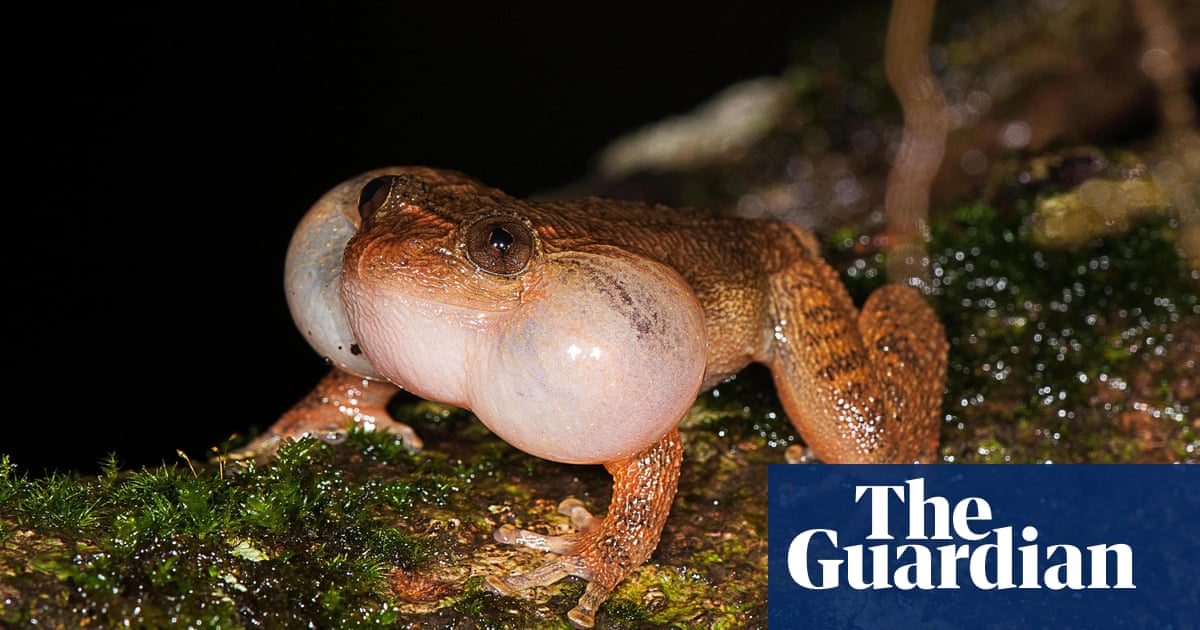 froggy style unique mating