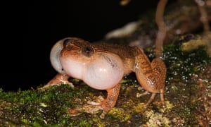 froggy style unique mating position of bombay night frogs finally