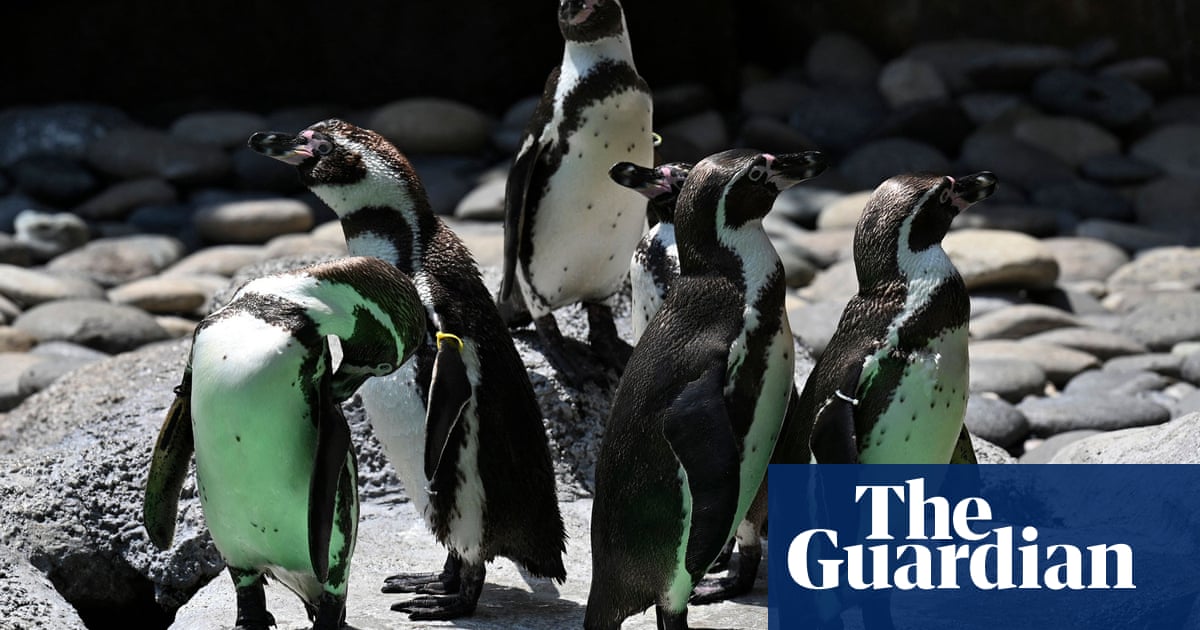 Same-sex penguins succeed as foster parents in first for New York zoo | Animals | The Guardian