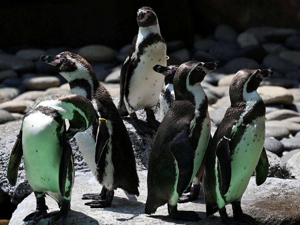 Same-sex penguins succeed as foster parents in first for New York zoo |  Animals | The Guardian