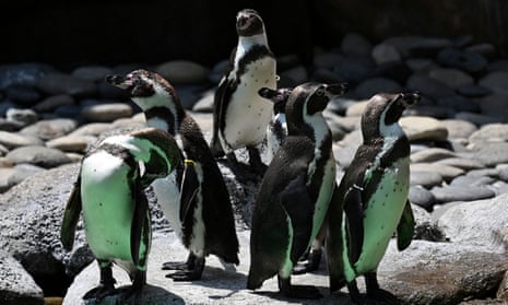Humboldt penguins, a vulnerable species, are native to the Pacific coast of South America.