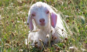 Mohair from angora kids is said to prevent bacterial buildup by drawing sweat away from the skin.