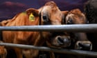 The food emissions 'solutions' alarming experts after Cop27