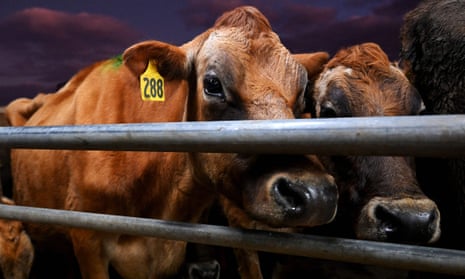 Livestock emissions account for nearly one-third of human-caused global methane emissions.
