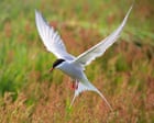 ‘Astonishing journeys’: online tool tracking migratory animals highlights challenge of protecting them