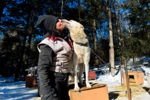 Marla Brodsky kisses her dog Tra-la-la before feeding him and her team of sled dogs. They train in subzero conditions and live in a kennel behind her house
