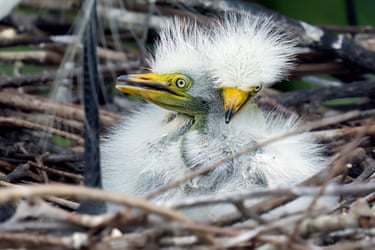 Fluff at first sight … great egret chicks snuggle up in their nest at Wakodahatchee wetlands in Delray Beach, Florida, US