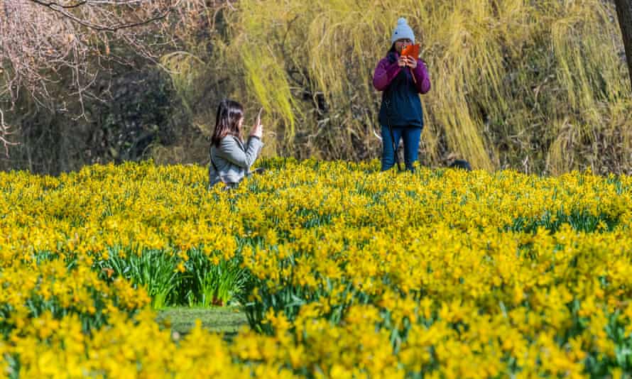 Folk tar bilder av påskeliljene i St James's Park, London, i mars 2022.
