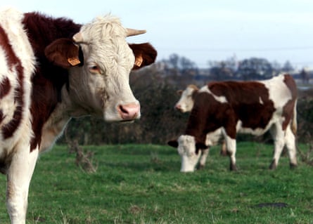 Cattle graze in a field