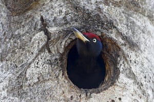 A woodpecker looks out of a hollow in a tree in the 19-mile exclusion zone around the Chernobyl nuclear site