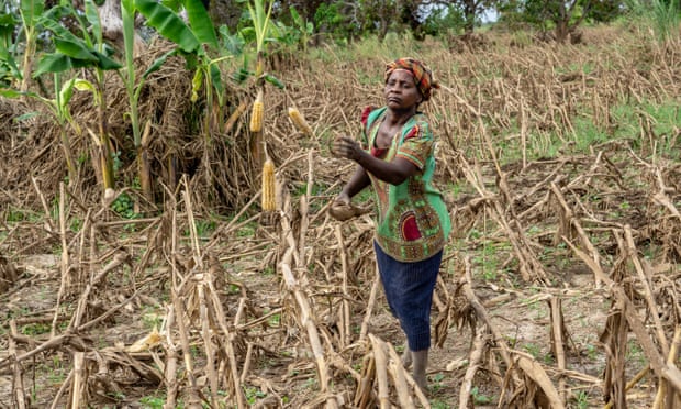 Maria Jose’s maize crop in Batissa, Mozambique, was destroyed by Cyclone Idai just before the harvest season