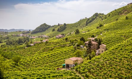 Panorama of vineyard country around Valdobbiadene