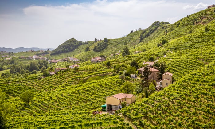 The hills and vineyards of the Prosecco region in Veneto, Italy.