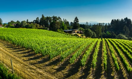 Lush green pinot noir vineyards in Sonoma county.