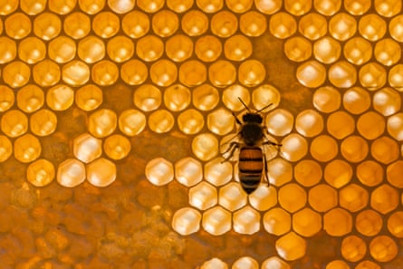 A Carniolan honey bee crawling on a honeycomb.