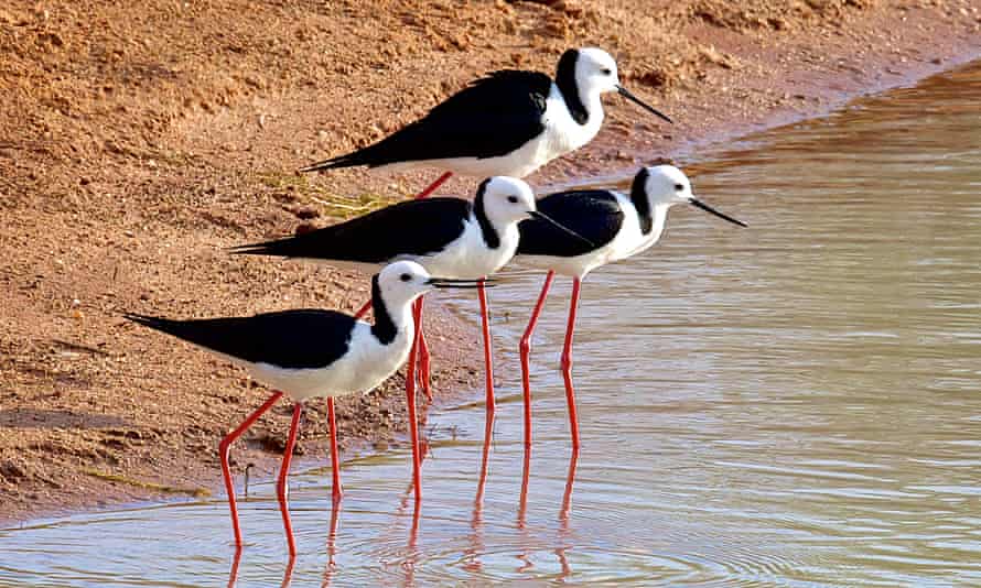 Waterbirds eastern Australia