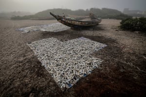 Fish are spread out to dry on the beach at Fass Boye