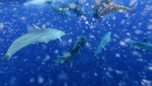 Fraser's dolphins in the South China Sea