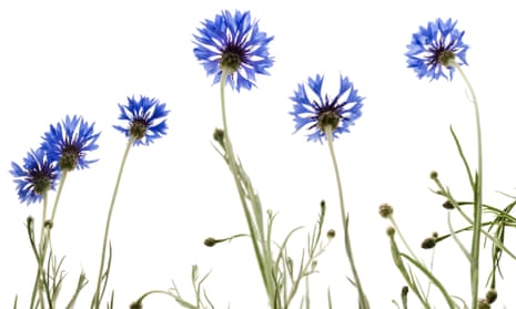 A kind of blue … cornflowers, or ‘bluets’ in French. 