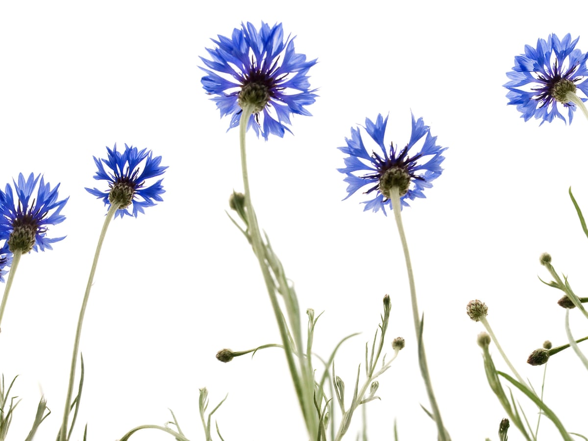 Ask Alys Fowler Why Aren T My Wildflowers Blooming Gardening Advice The Guardian