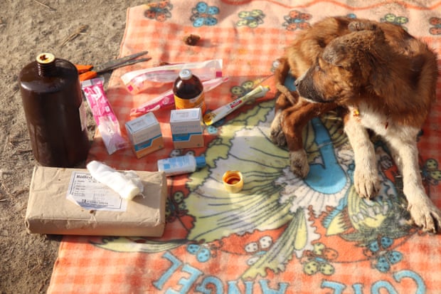 An injured dog lies surrounded by bandages, antiseptic and other treatment supplies.