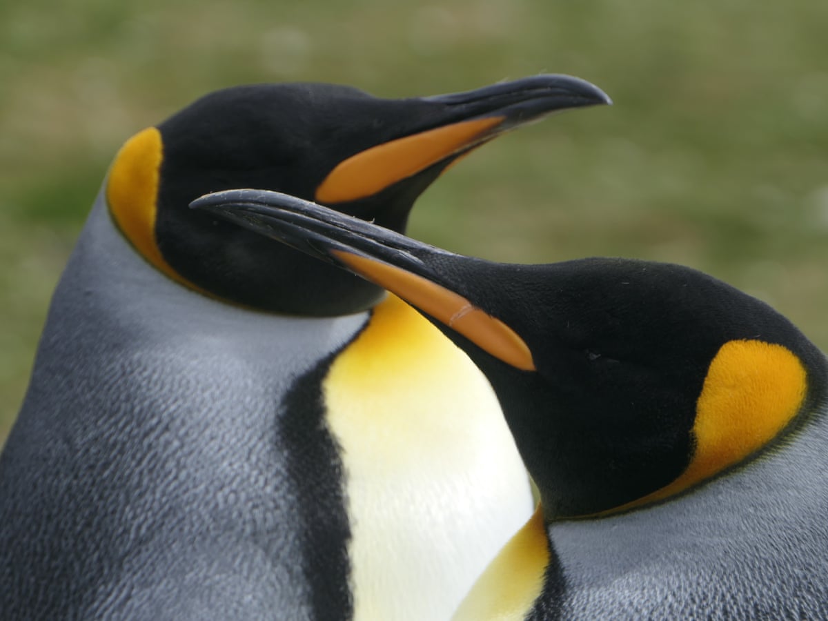 Birdwatch: meeting king penguins, the Falkland Islands' crowning glory | Environment | The Guardian