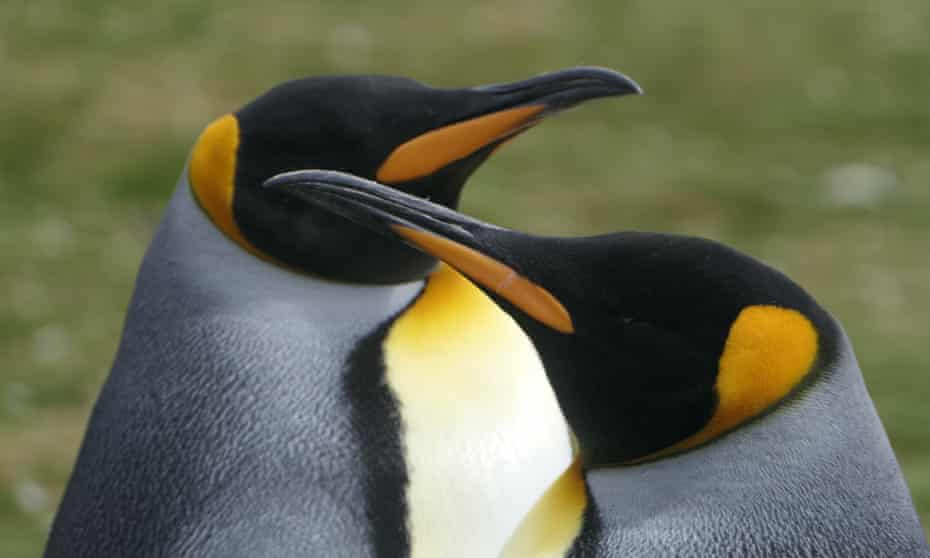 A photographer’s dream – king penguins at Volunteer Point, Falkland Islands.