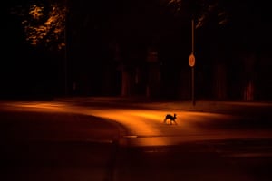 A rabbit or hare crosses an empty street at night. The street is dark except for the orange glow from a street light