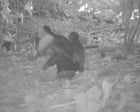 'Monkey kidnappings': footage shows capuchin monkeys carrying baby howler monkeys – video