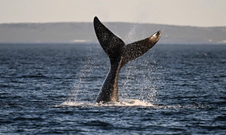 Environmentalists maintain that right whale mortalities often result from their becoming tangled in ropes and buoys used to mark lobster traps.