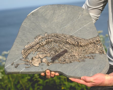 Hands holding a half-metre-long slab of stone with an intricate fossilised array of bones that look like a ribcage coming off a spine