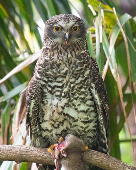 A powerful owl with a rat in Wollongong, NSW