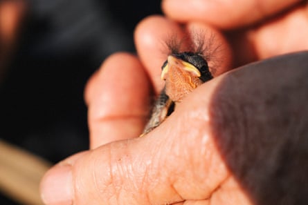 A fledgling saltmarsh sparrow held in hands