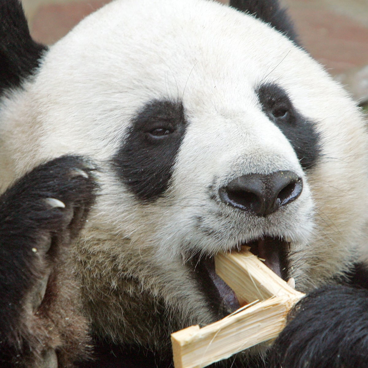 Thailand panda death that sparked outrage caused by heart failure ...