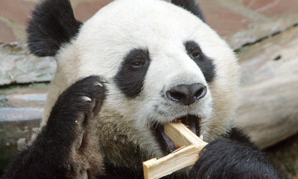 Thailand panda death that sparked outrage caused by heart failure ...