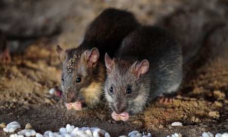 The sudden drop-off in food and rubbish in our cities is exacerbating suburban rat infestations.