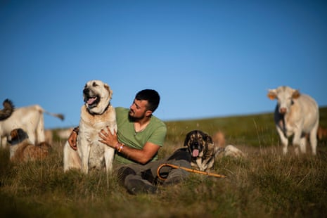 A man sits in a rural setting with a dog by his side and cows grazing nearby