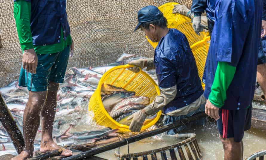 Shark catfish in Vietnam