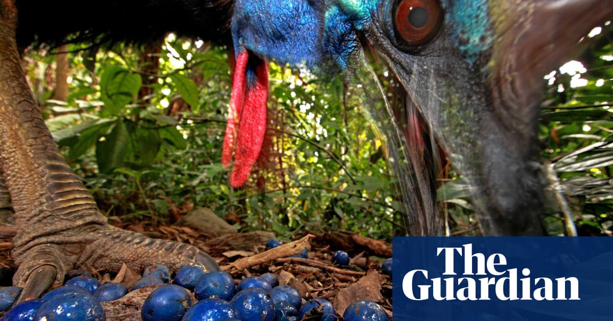 Threatened Australian wildlife at grave risk from habitat loss, study finds  | Endangered species | The Guardian