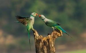 Two parakeets are perched on the edge of a tree stump. The parakeets are mostly green in colour with grey upper bodies that is broken up by a black and bright blue ring around their necks, and they have bright red beaks. One bird has its beak open and wings extended while the other bird leans towards it