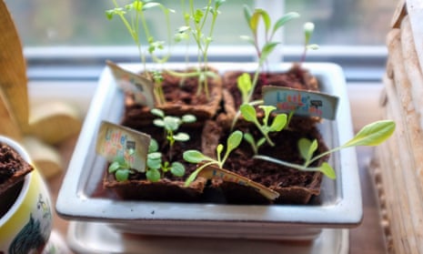 Seedlings growing on a windowsill