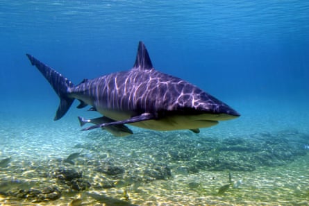 Bull shark swimming in blue water