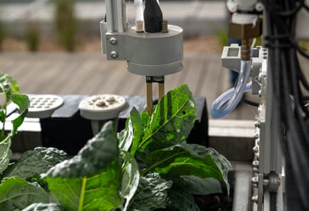 Robots deployed to are seemingly to vegetables being grown for a Plant life in Home accomplishing.
