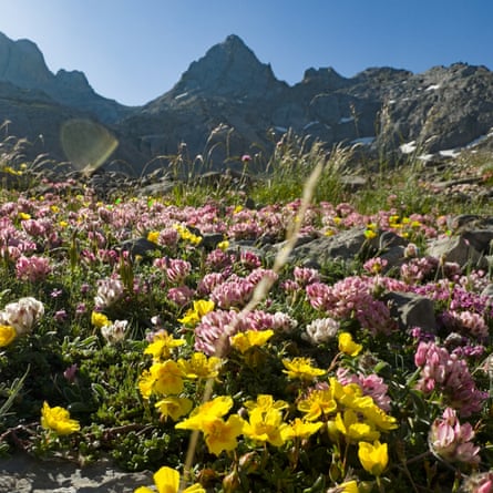 Pink and yellow Alpine flowers and grasses with steep mountain peaks in the distance