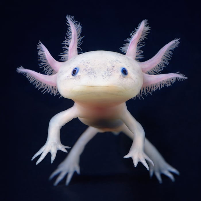 Tim Flach S Fine Animal Portraiture In Pictures Art And Design The Guardian Tim Flach S Fine Animal Portraiture In Pictures Art And Design The Guardian