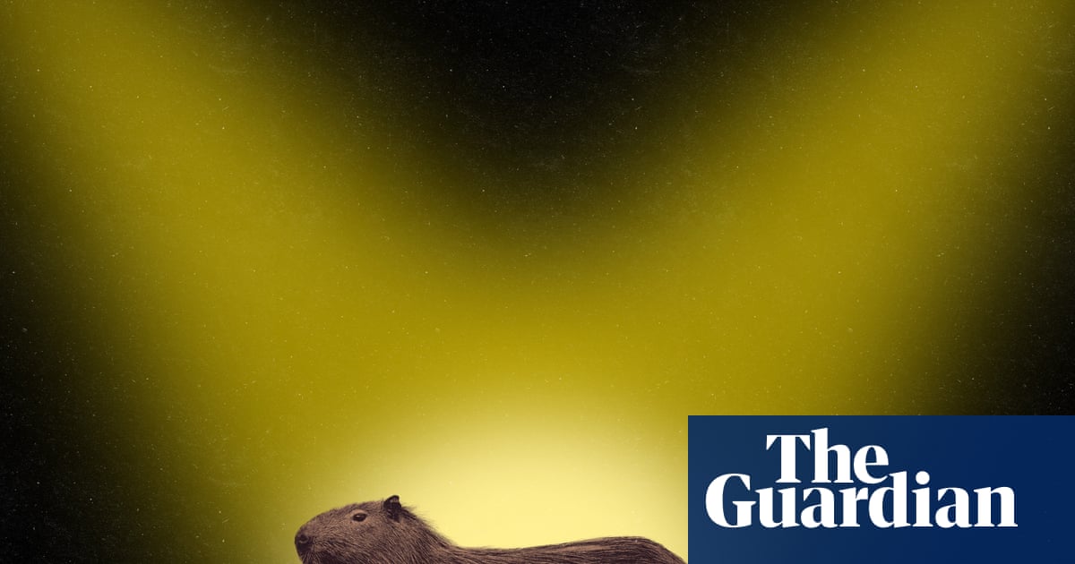 'I just saw this furry brown bottom disappear!' In search of Samba - the fearless fugitive capybara