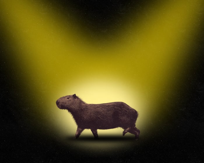 ‘I just saw this furry brown bottom disappear!’ In search of Samba – the fearless fugitive capybara