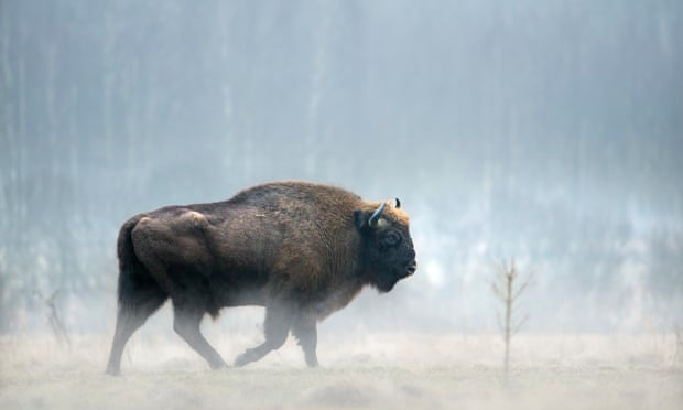European bison in Białowieża forest.
